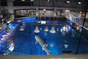 2011.03.01.02okinawa churaumi aquarium.jpg